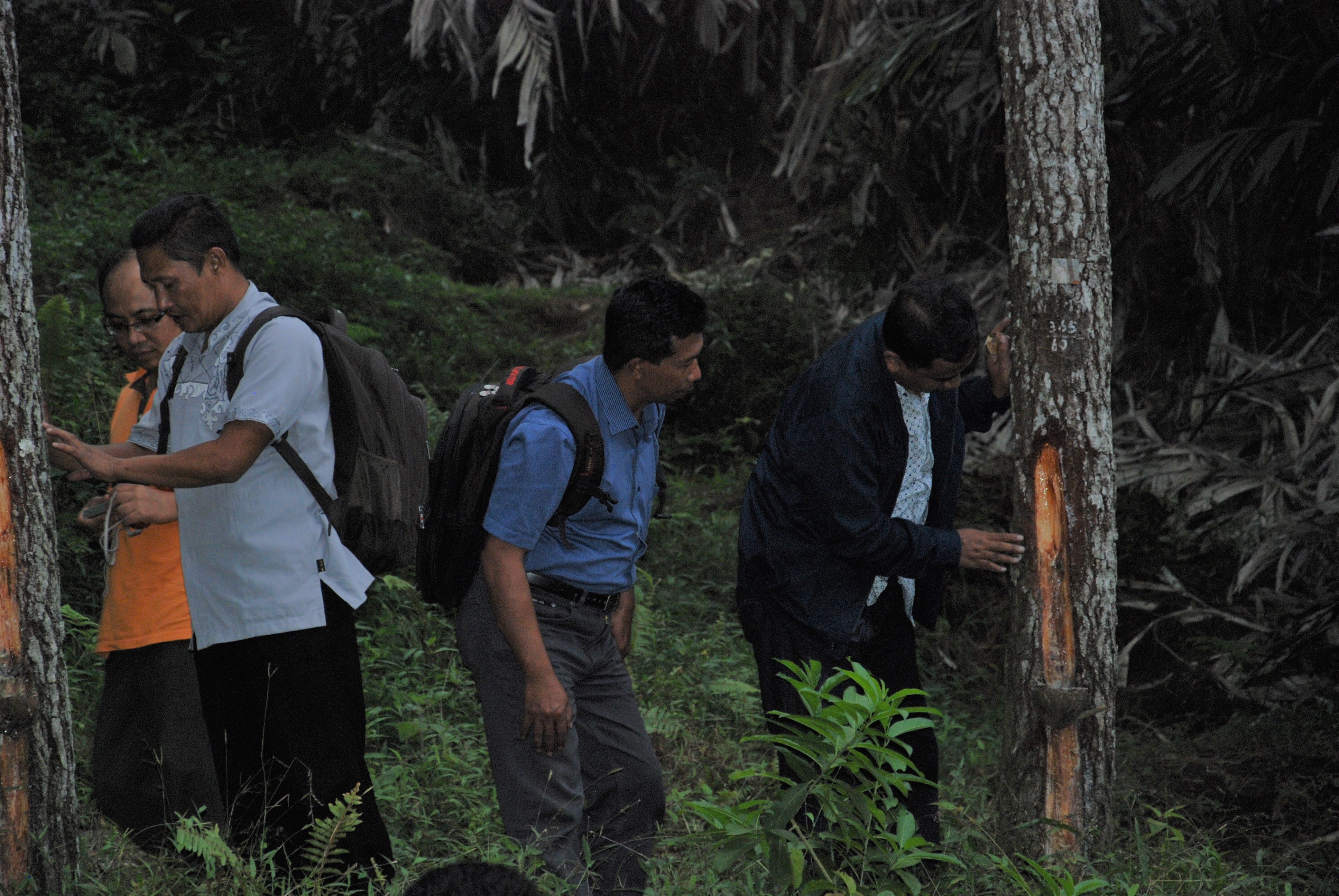 Penelitian evaluasi stimulansia untuk penyadapan getah pinus